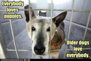 Older Dogs Love Everybody