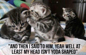 funny kittens, quotes