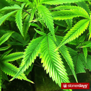 Stoner Quotes Top Marijuana How Grow Bud