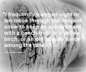 Birch Quote by annabanana47