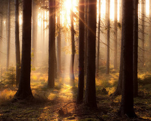 beautiful, forest, hot, sun, tree, warm, wood