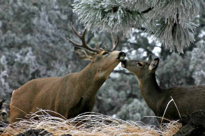 Buck And Doe Heart Necklace