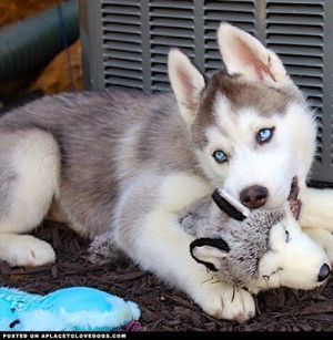 Interesting facts about Siberian Huskies.. Click the pic to read