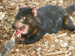 tasmanian devil eating a piece of wallaby, the crunching of the bones ...