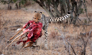 Cheetah Eating Prey