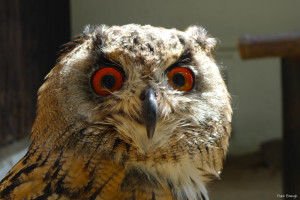 Owl Eye Angelofdarkness