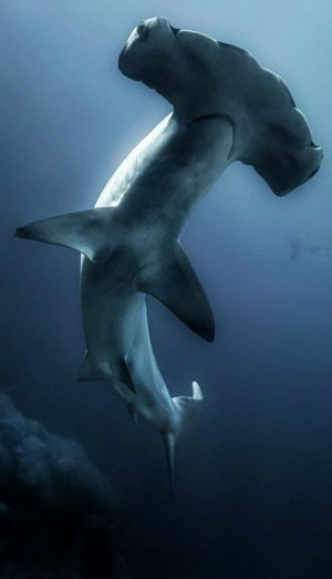 Hammerhead SharkAwesome Animal, Animal Planets, Hammerhead Sharks, Sea ...