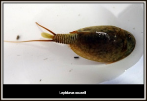 Lepidurus aff. couesii in France 07 Jun 2013 22:47 #29499