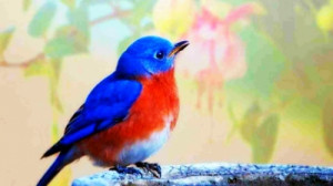 Bluebird of Happiness - Blue in Nature, Orange Nature, Orange, Animals ...