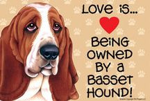 Basset Hound Lovers Quotes