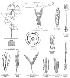 The families of flowering plants