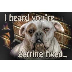 bulldog_get_well_card_for_dogs_greeting_card.jpg?height=250&width=250 ...