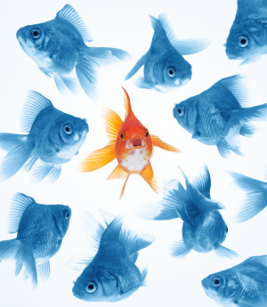 Dare to Be Different Fish