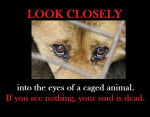 Look Closely into the eyes of a caged animal. If you feel nothing ...