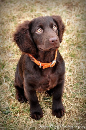 Boykin Spaniel.