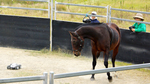 Researchers urge rethink of 'Monty Roberts' horse training method