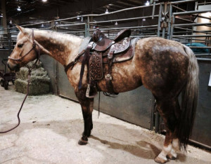 Sherry Cervi Barrel Racing Quotes