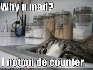Funny Cat Pictures With Captions