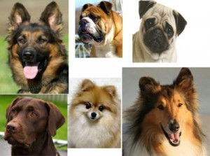 awesome dog breeds