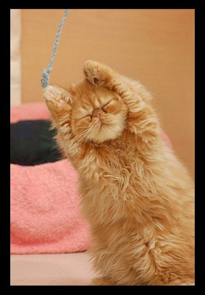 Source: http://fun-gallery.com/funny-pics/animals/funny-yoga-cats-4241 ...