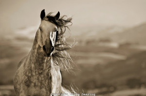 Horse Art Photography Include: horse and wow