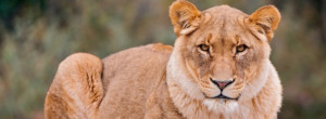 lion lioness facebook cover