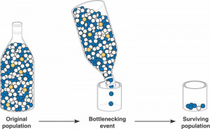 Images Bottleneck