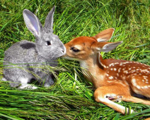 Real-life Bambi and Thumper - random Photo