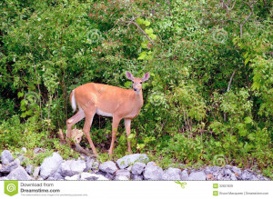 Whitetail Deer Doe And Fawn