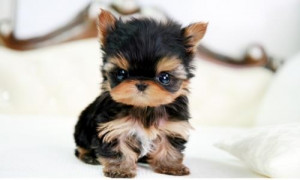 Seriously Cute Yorkie Puppies