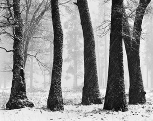 Enjoy this collection of quotes by photographer John Sexton.