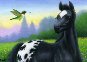 Black white appaloosa foal horse hummingbird limited edition aceo
