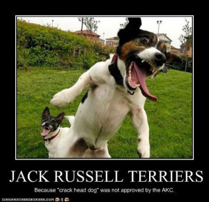 Funny jack Russell | JACK RUSSELL TERRIERS – Cheezburger