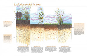 ... Pictures soil quality soil health soil biology primer soil food web