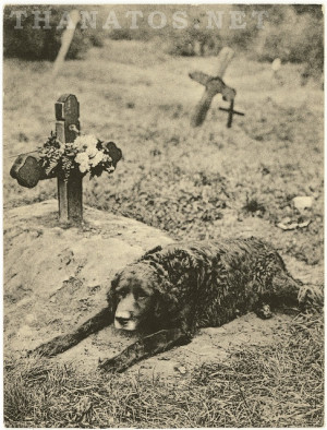 Dog resting at his master’s grave, 1912