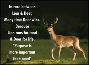 Fuelism #330: Fuelisms : In a race between a lion and a deer, the deer ...