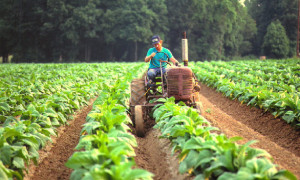 tobaccofarmerfield.jpg