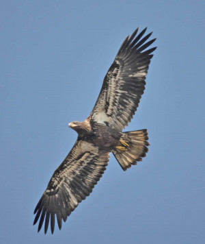 Bald Eagle Flies Turkey