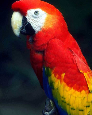 Amazon Rainforest Animals Birds