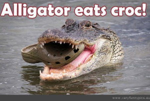 Funny Picture - Alligator eats croc