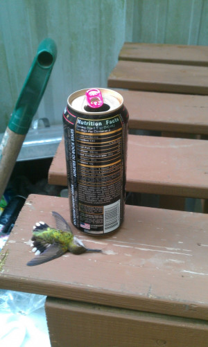 Don't drink Energy drinks... they are dangerous. This hummingbird ...