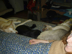 Cuddling Quotes For Him Three dogs came to cuddle in