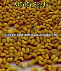 plant extract powder alfalfa seed for sale