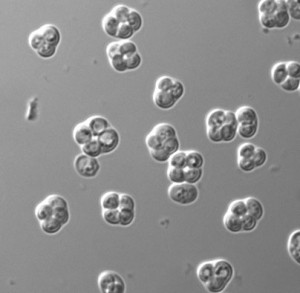 Molecular Biology and Biochemistry the loves of my life