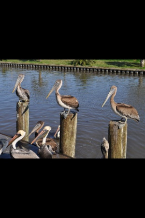 Pelicans at rest...