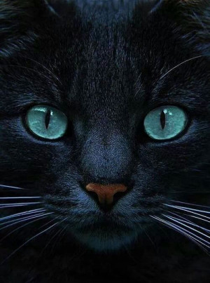 Mystical Cat