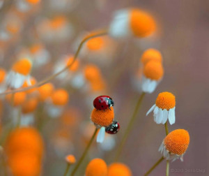 Good Morning Little Ladybugs