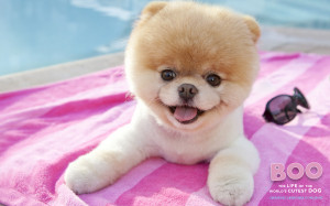 Dogs Est Some Photos Boo The Cutest Dog Pomeranian HD Wallpaper