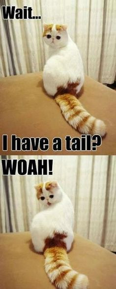 Funny Cat With Tail Hurt Very Funny My Lovely Quotes Image