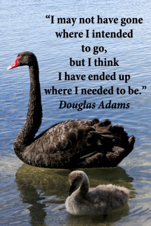 needed to be.” -- Douglas Adams – On image of amazing, black swans ...